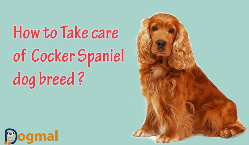 take-care-of-cocker-spaniel-dog-breed