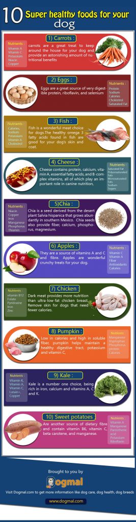 10 super healthy foods dog