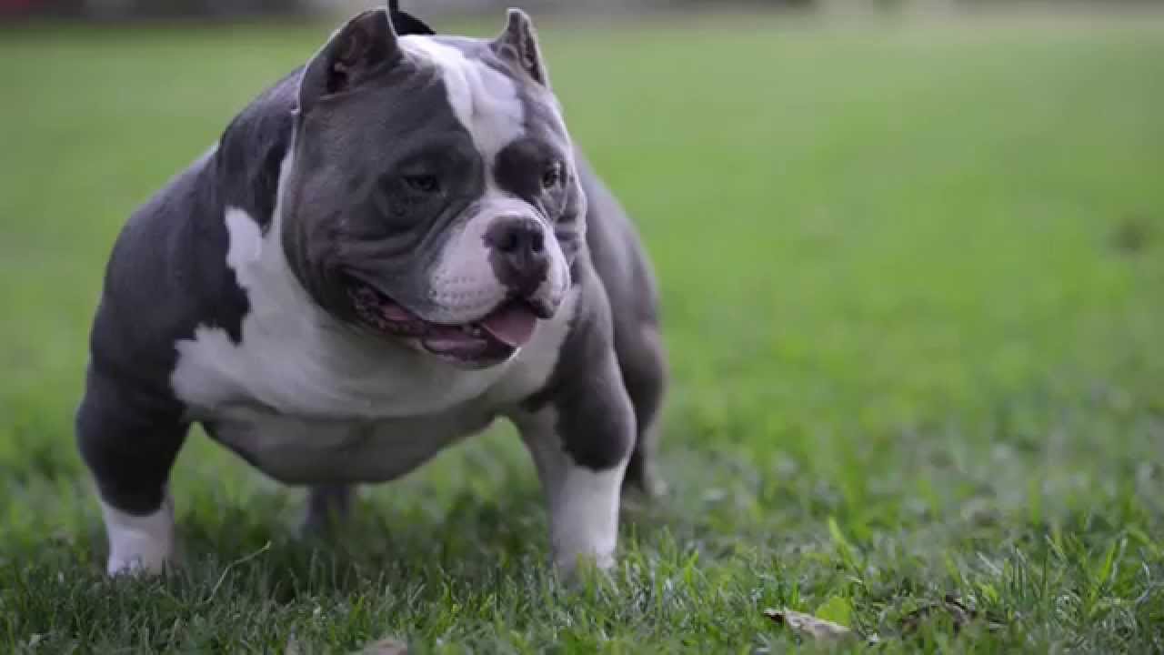 American Bully Growth Chart