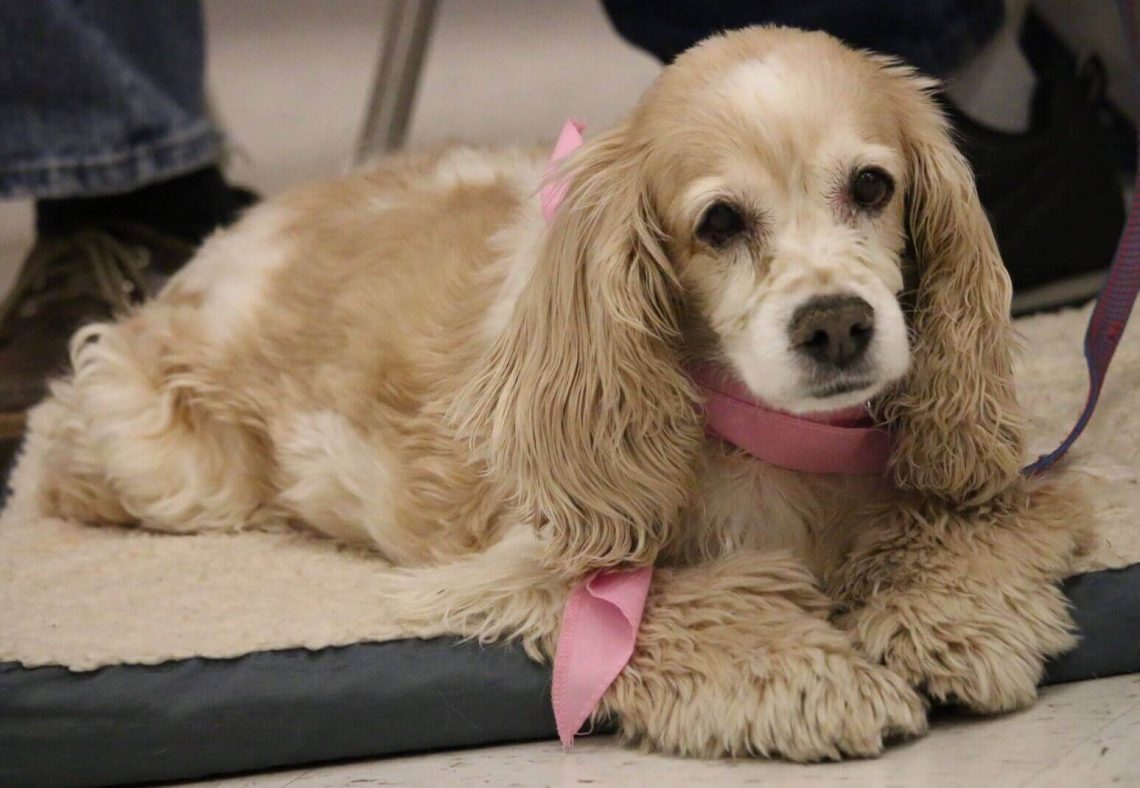 Cocker Spaniel dog- characteristics, appearance and pictures