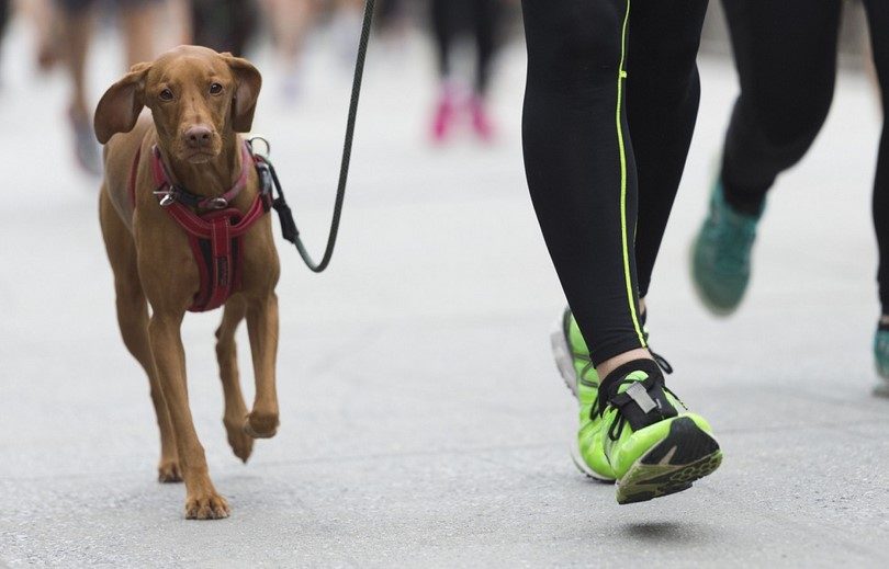 dogs promote exercise