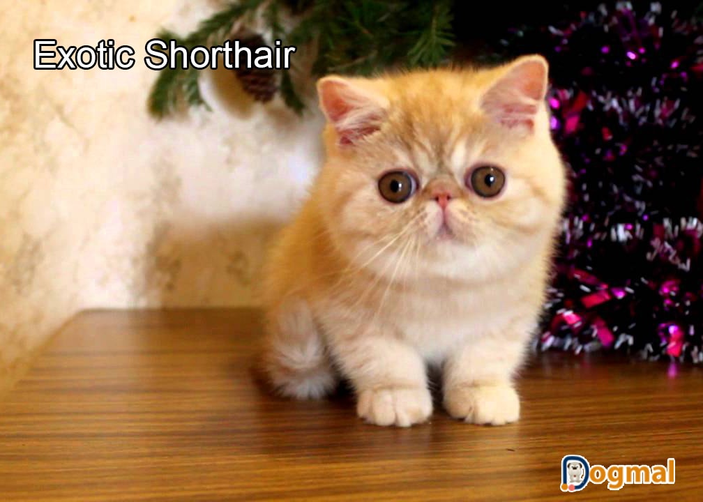 exotic shorthair cat