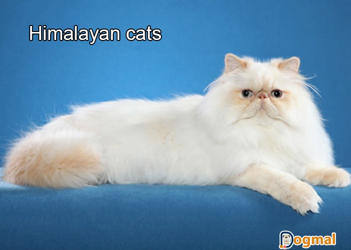 himalayan cats