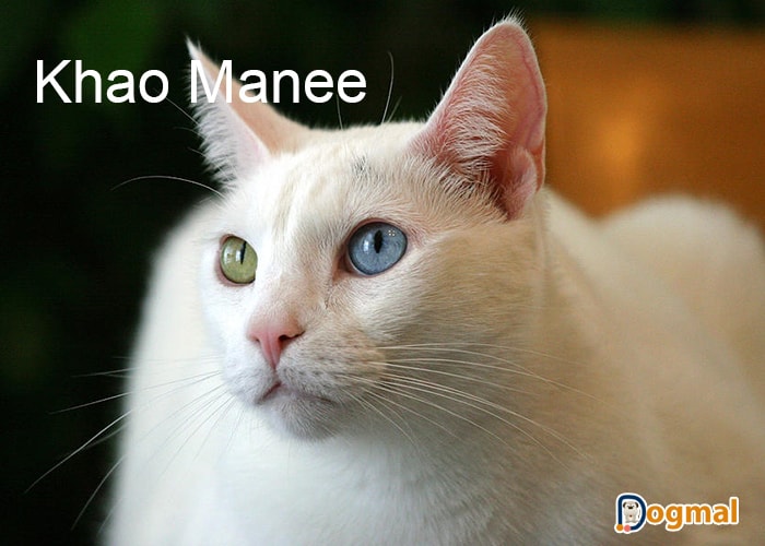 khao manee cats