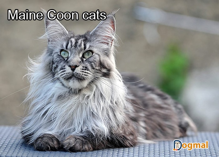 maine coon cats