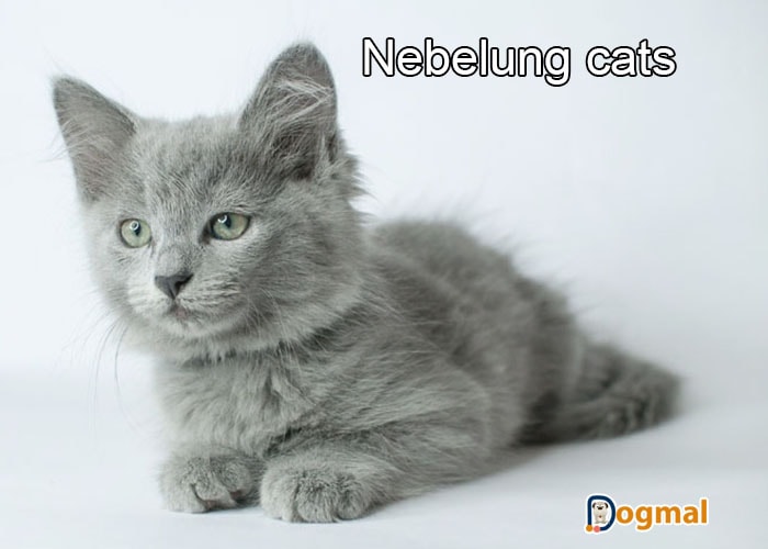 nebelung cats