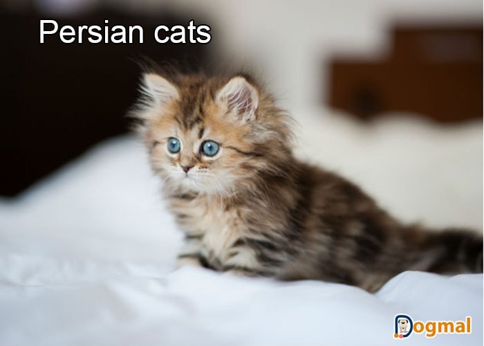 persian cats