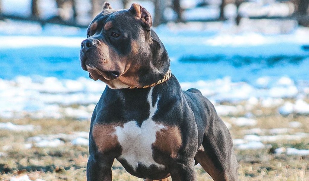 bully pit pic 4