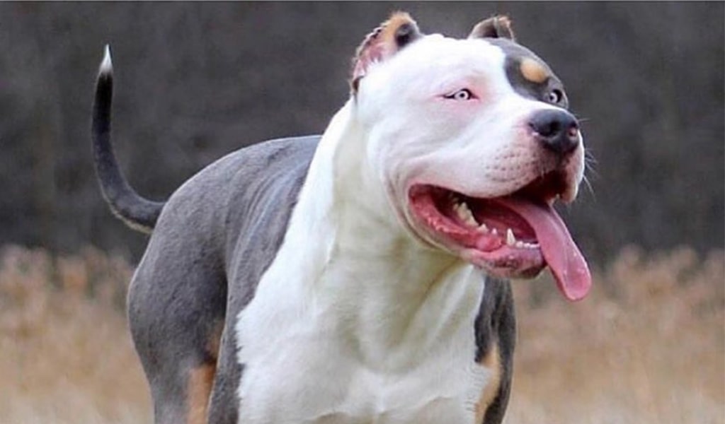 bully pit pic 5