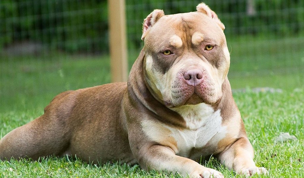 bully pit pic 6
