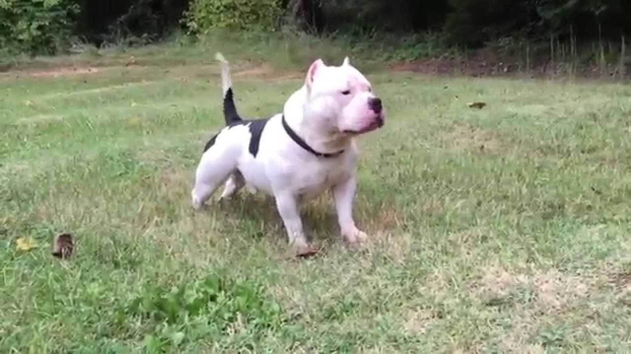 6 month old pocket bully