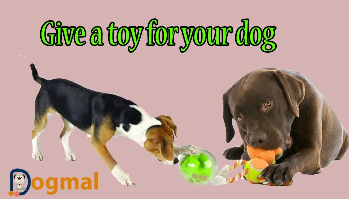 give a toy for your dog