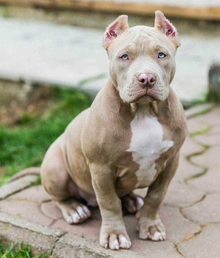 short bully pit