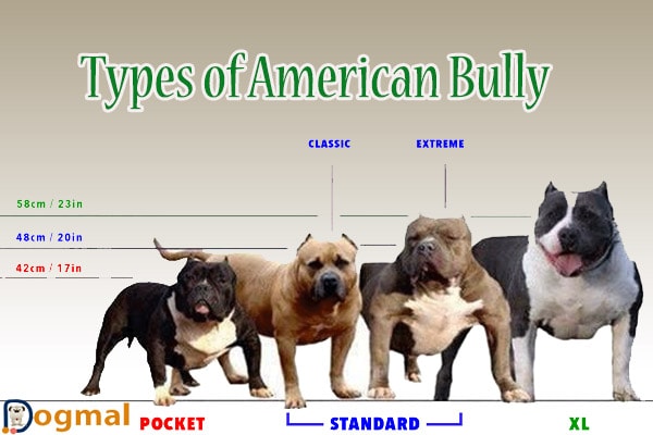 american bully standard weight