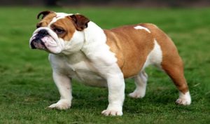 Bulldog 1