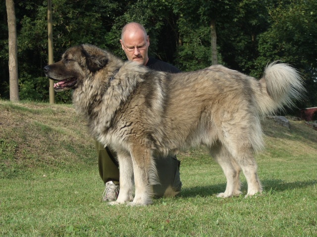 Huge shepherd dog shop