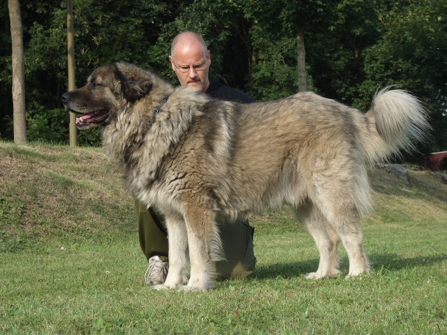 Caucasian Shepherd dog breed