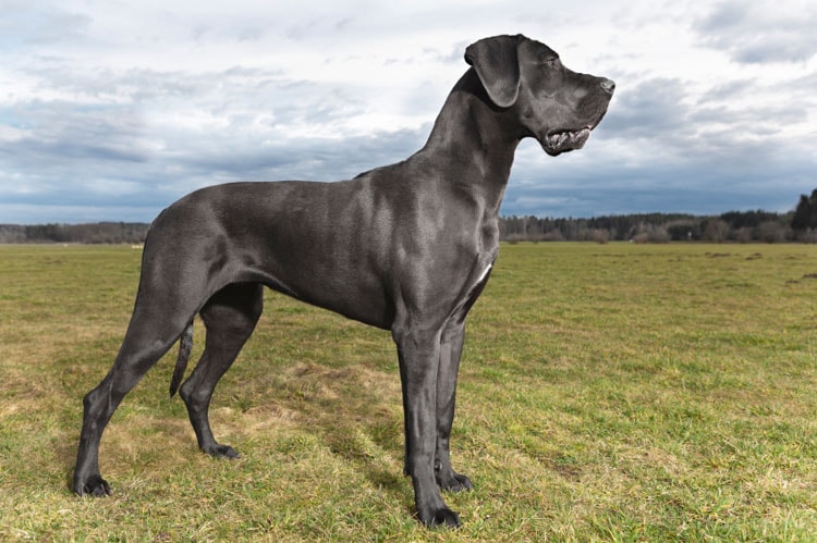 Great dane dog breed