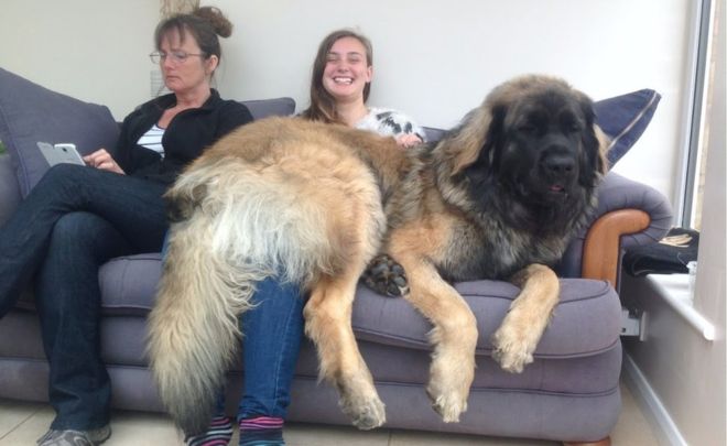 Leonberger dog