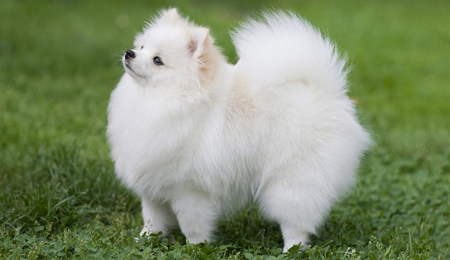 Pomeranian dog