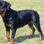 Rottweiler dog breed