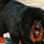 Tibetan mastiff