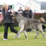 irish wolfhound dog breed