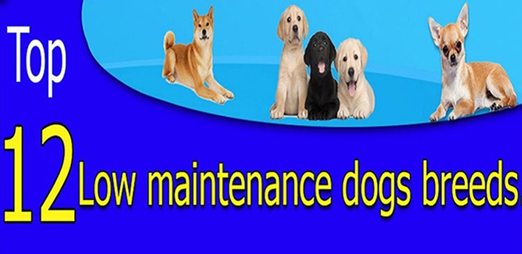 top 12 low maintenace dog breeds