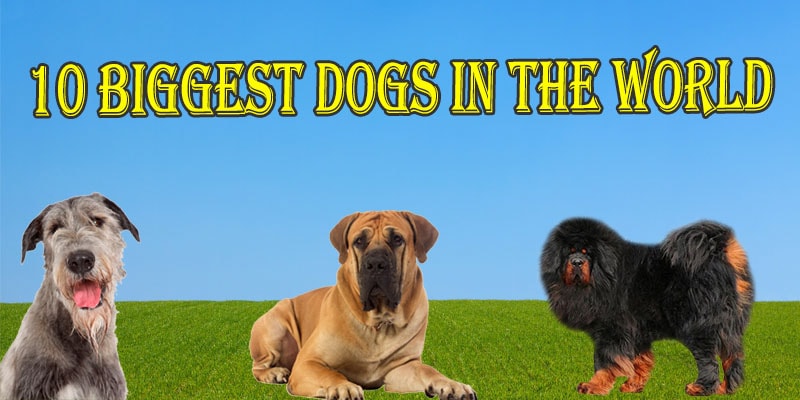 10 Biggest dogs in the world