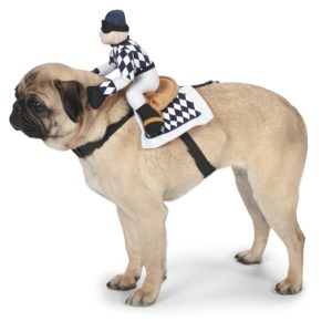 Horse racer costume for dog