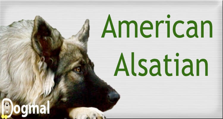 American alsatian