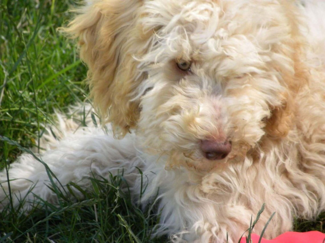 Ckc moyen poodle photo Ckc moyen poodle photo