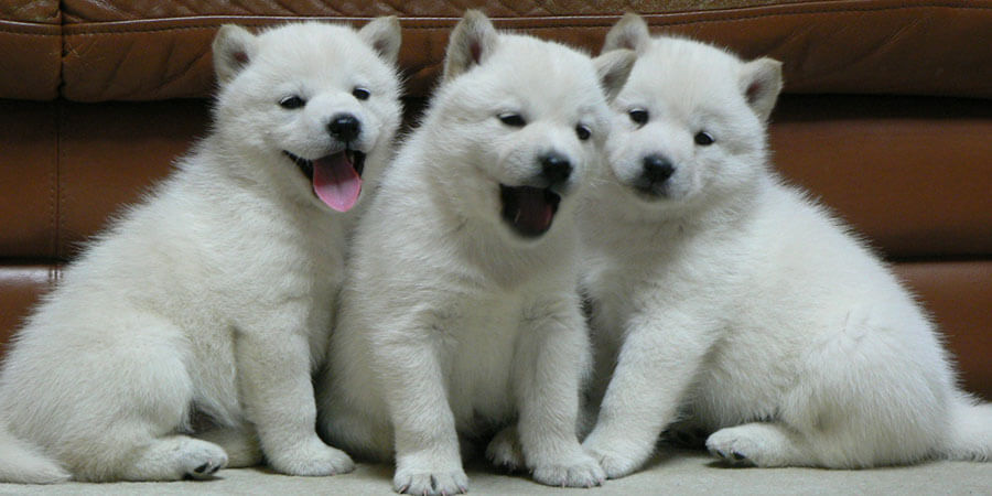 Hokkaido puppy photo 