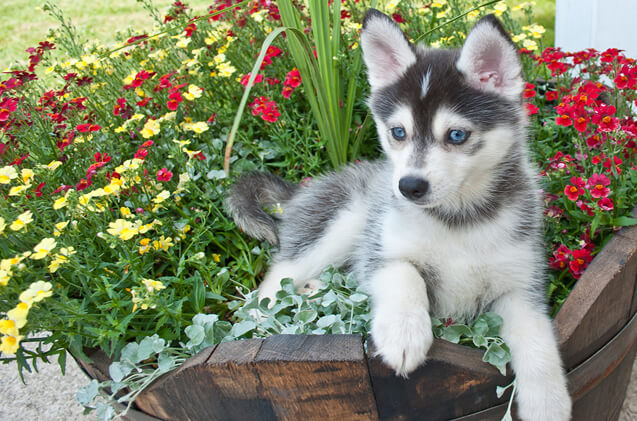 Pomsky dog breed