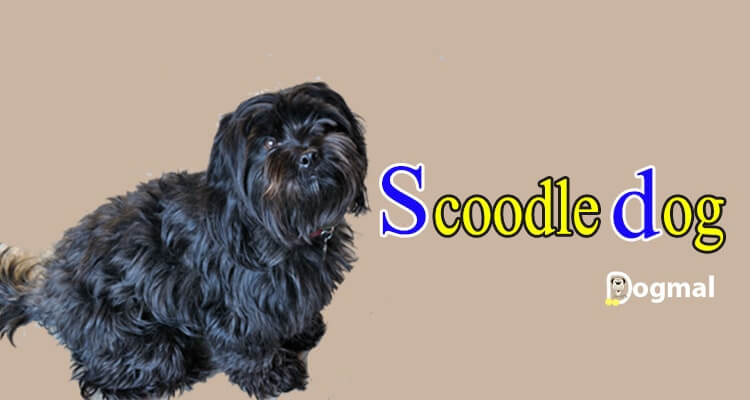 Scoodle dog