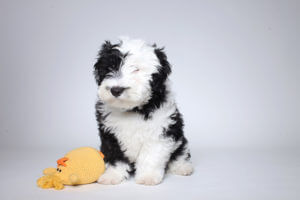 Sheepadoodle Puppy for sale