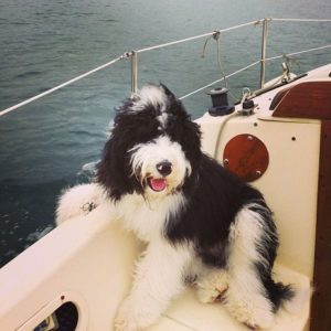 Sheepadoodle history