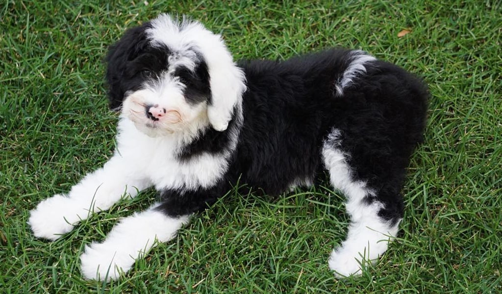 Sheepadoodle puppies - characteristics, pictures, advantages, colors - Sheepadoodle  puppy, Sheepadoodle, Kittens and puppies