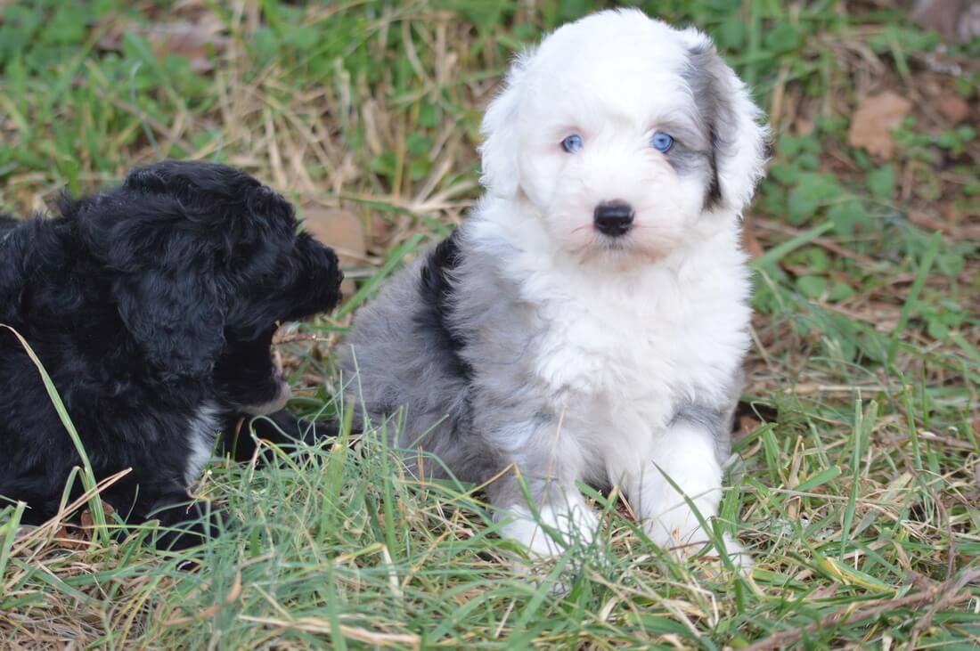 Sheepadoodle - characteristics, appearance and pictures