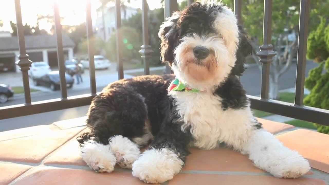 adult sheepadoodle photo