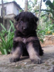 alsatian puppy