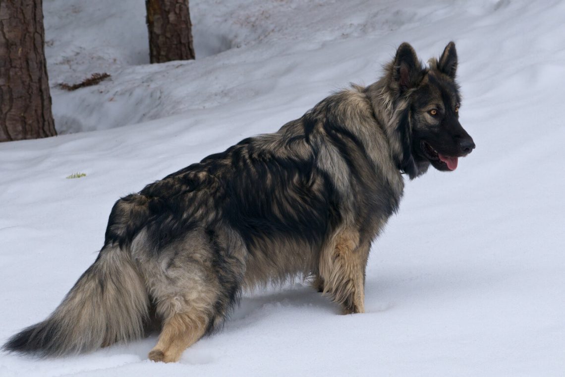 american alsatian photo