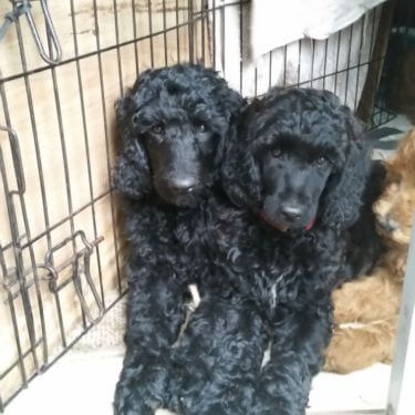 black moyen poodle