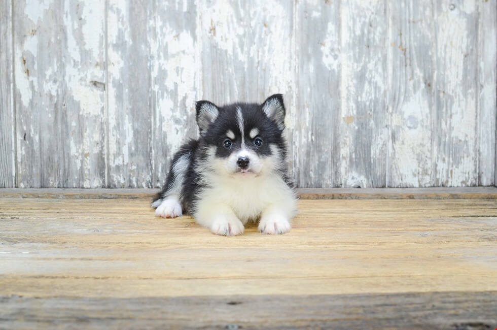 black pomsky