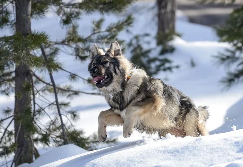 dire wolf american alsatian