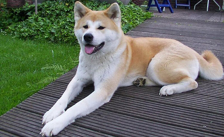 hokkaido dog australia