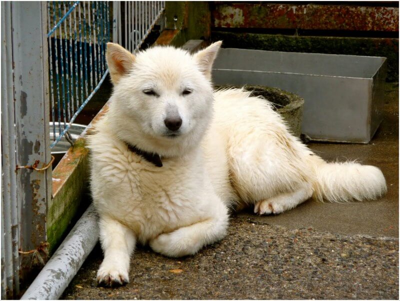 japanese hokkaido dog