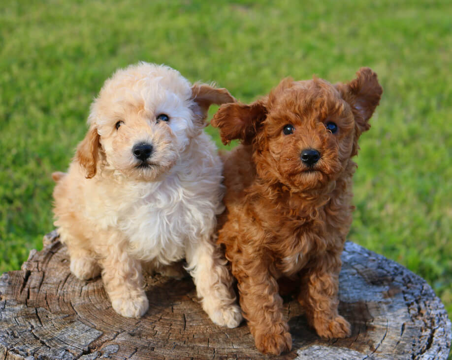 moyen poodle puppy