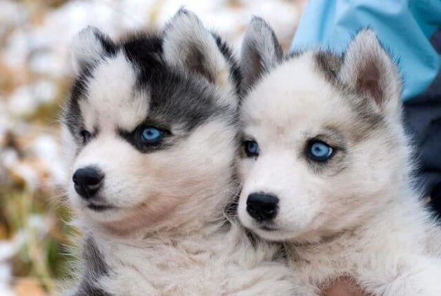 pomsky dogs photo