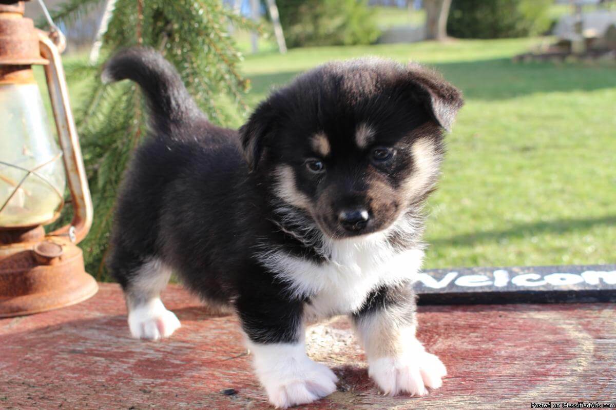 pomsky puppy hd